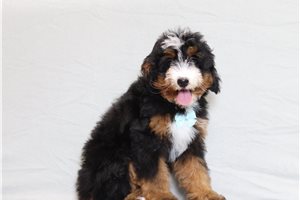 Tony - Bernedoodle, Mini for sale