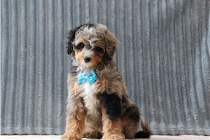Pepe - Bernedoodle, Mini for sale