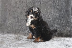 Atticus - Bernedoodle, Mini for sale