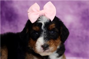 Jude - Bernedoodle, Mini for sale