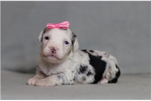 Bloom - Bernedoodle, Mini for sale