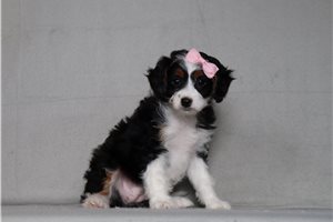 Jennifer - Bernedoodle, Mini for sale