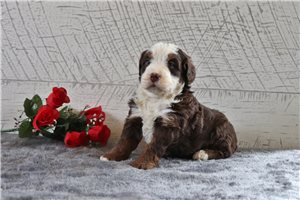 Opal - Mini Bernedoodle for sale