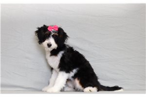 Jennifer - Bernedoodle, Mini for sale