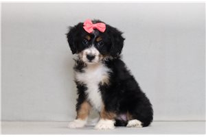 Adri - Bernedoodle, Mini for sale