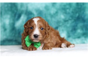 Aladdin - Bernedoodle, Mini for sale