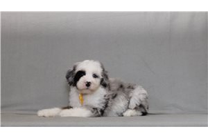 Bernie - Bernedoodle, Mini for sale