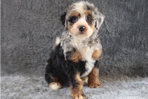 Arya - Bernedoodle, Mini for sale