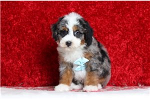 Deputy - Bernedoodle, Mini for sale