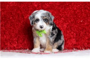 Jabari - Bernedoodle, Mini for sale