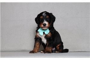 Alfredo - Bernedoodle, Mini for sale