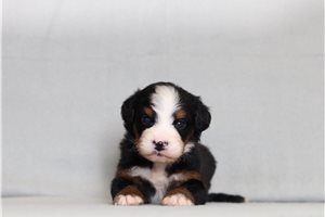 Dior - Bernedoodle, Mini for sale