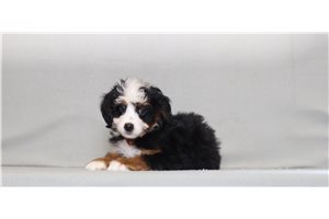 Dino - Bernedoodle, Mini for sale