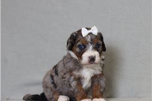 Tulla - Bernedoodle, Mini for sale