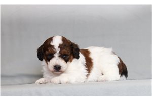 Valorie - Bernedoodle, Mini for sale