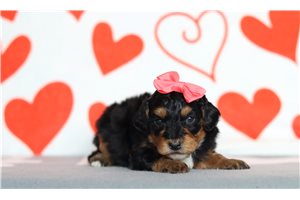 Reese - Bernedoodle, Mini for sale