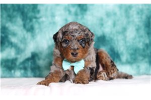Julius - Bernedoodle, Mini for sale