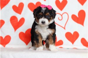 Maya - Bernedoodle, Mini for sale