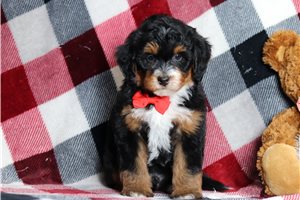 Walter - Bernedoodle, Mini for sale