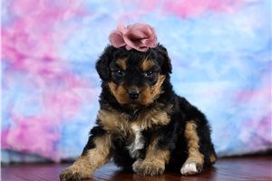 Raelyn - Bernedoodle, Mini for sale