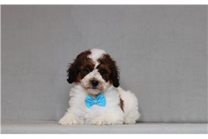 Valorie - Bernedoodle, Mini for sale