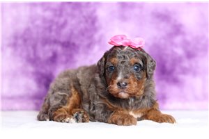 Alexa - Bernedoodle, Mini for sale