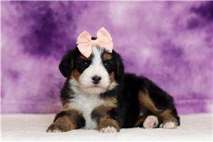Josie - Bernedoodle, Mini for sale