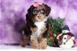 Bianca - Bernedoodle, Mini for sale