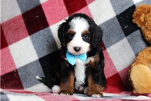 Alister - Bernedoodle, Mini for sale