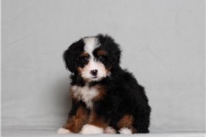 Adda - Mini Bernedoodle for sale
