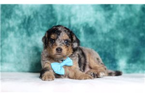 Giovanni - Bernedoodle, Mini for sale