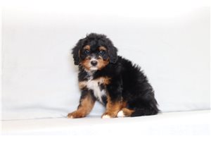 Abner - Bernedoodle, Mini for sale