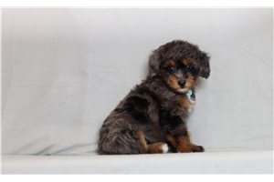 Jett - Bernedoodle, Mini for sale