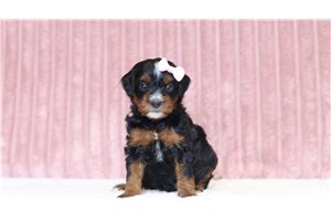 Jubilee - Mini Bernedoodle for sale