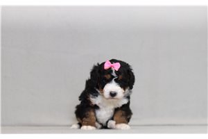 Magda - Bernedoodle, Mini for sale