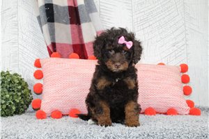 Alina - puppy for sale