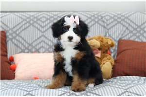 Hera - Bernedoodle, Mini for sale