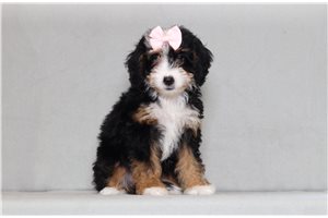 Inez - Bernedoodle, Mini for sale