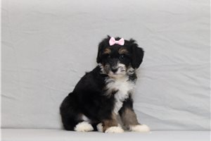 Blush - Bernedoodle, Mini for sale