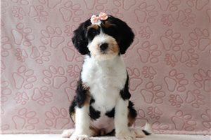 Irene - Mini Bernedoodle for sale