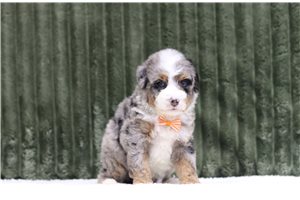 Gato - Mini Bernedoodle for sale