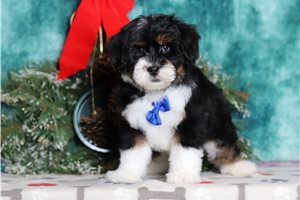 Bandit - Bernedoodle, Mini for sale