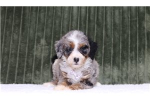 Gato - Bernedoodle, Mini, placed in Zanesville / Cambridge