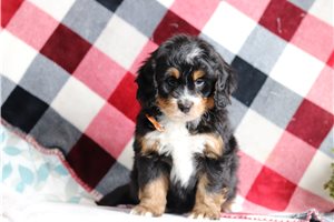 Elijah - Bernedoodle, Mini for sale