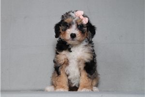 Irina - Mini Bernedoodle for sale