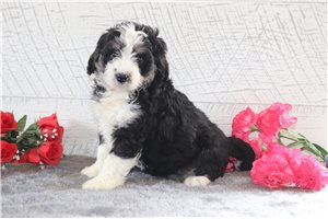 Ollie - Bernedoodle, Mini for sale