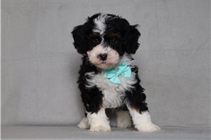 Itty - Bernedoodle, Mini for sale