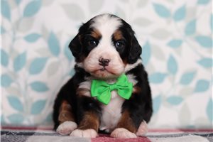 Everett - Bernedoodle, Mini for sale