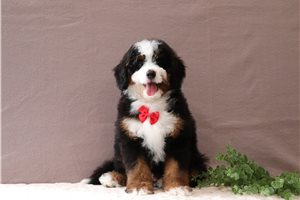 Elmo - Bernedoodle, Mini for sale