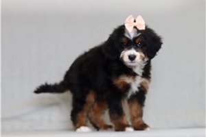 Izzy - Bernedoodle, Mini for sale